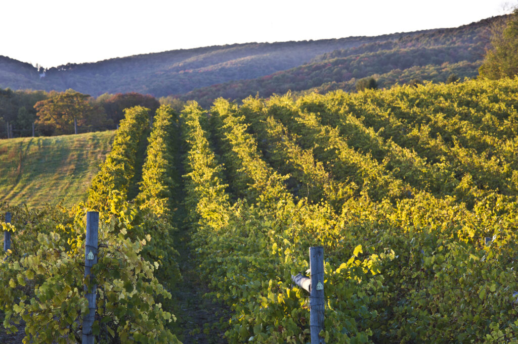 vineyard christian klay winery private vineyard tour